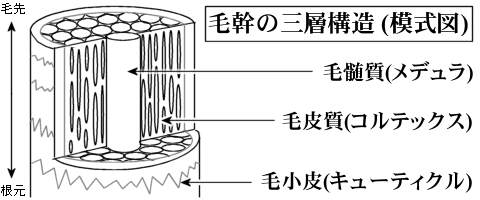 毛幹の三層構造 (模式図)