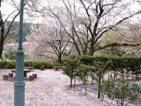 20050411SAKURA.jpg