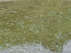 雨不足で石手川の魚が死んでしまった。