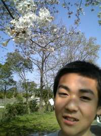 重信川の桜